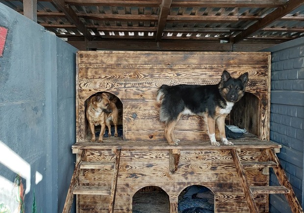 «Ф-поддержка» работает: как украинцы накормили 4 тысячи бездомных животных