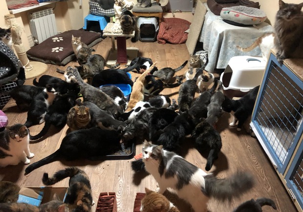 «Ф-поддержка» работает: как украинцы накормили 4 тысячи бездомных животных