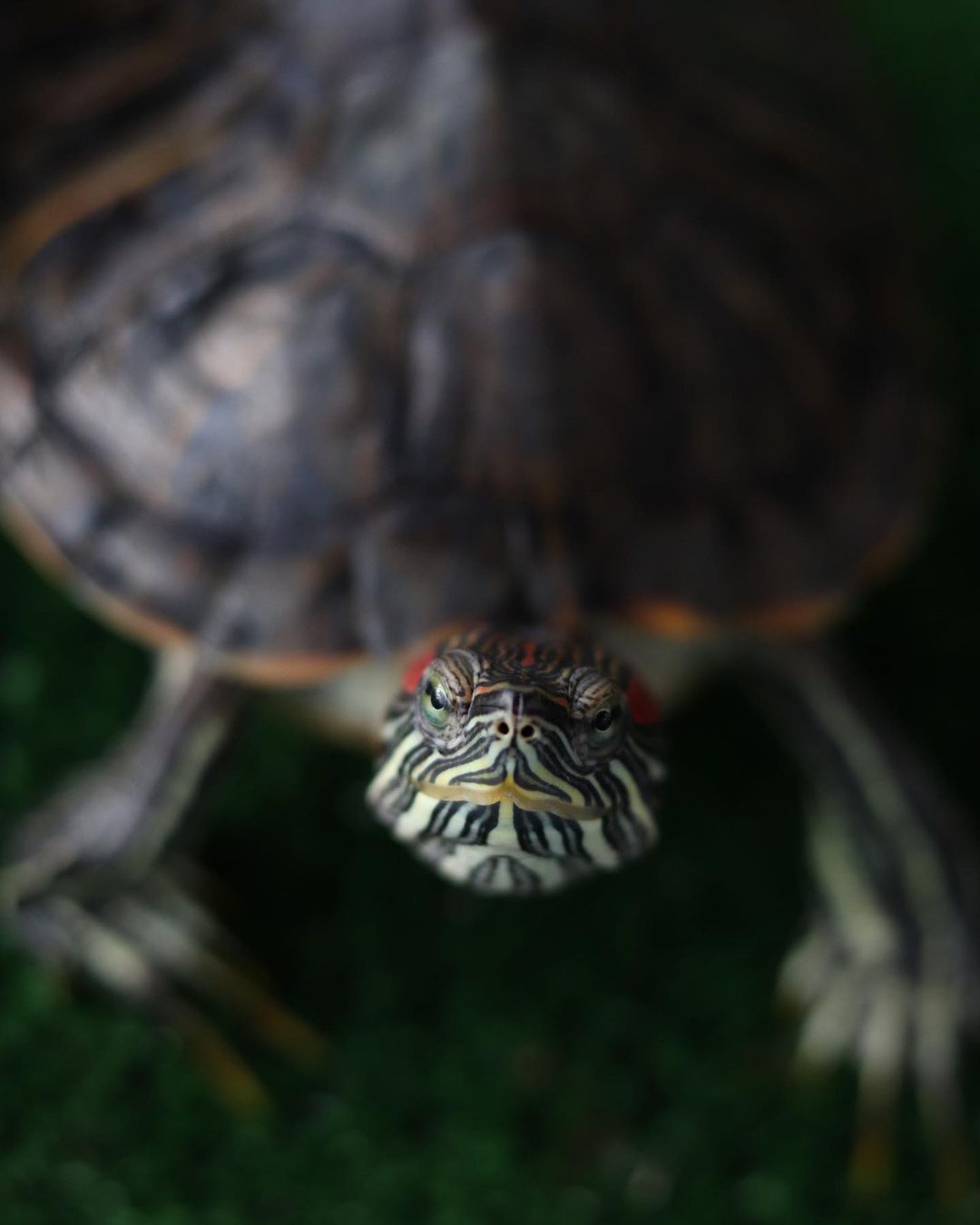 Кав'ярня "Черепаха".