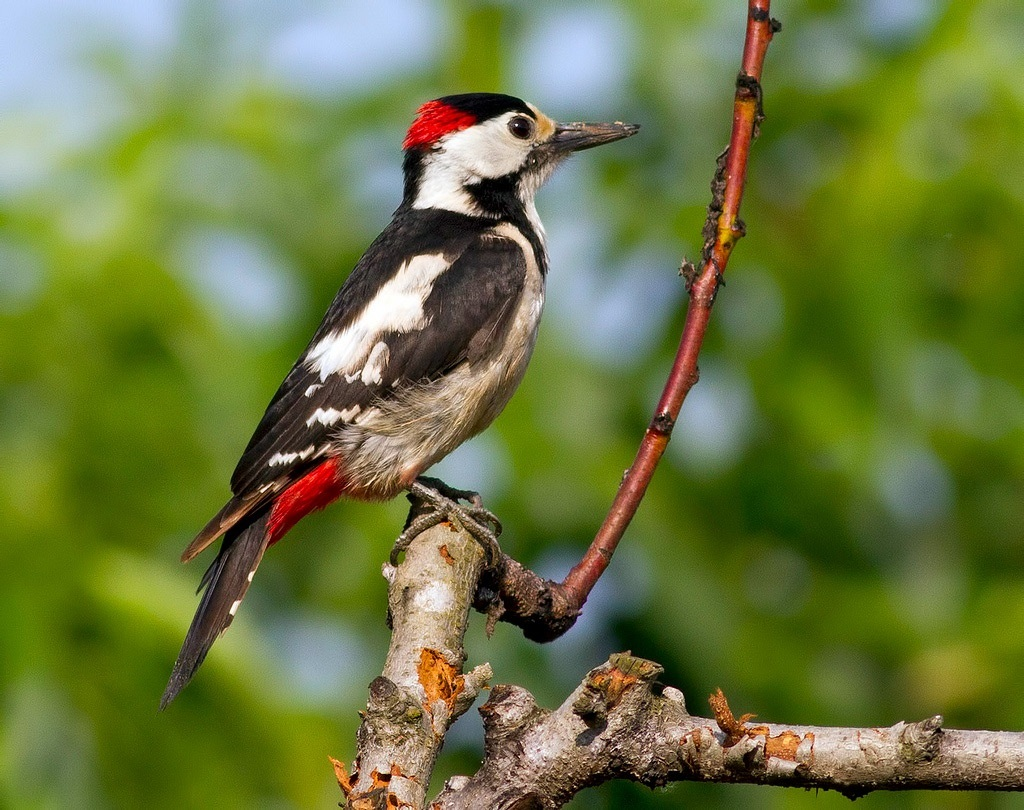Работа фотографа Дениса Кривого, погибшего под Бахмутом.