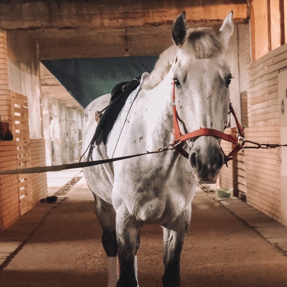 Конный клуб "Арион". Фото: instagram.com/arion.ksk