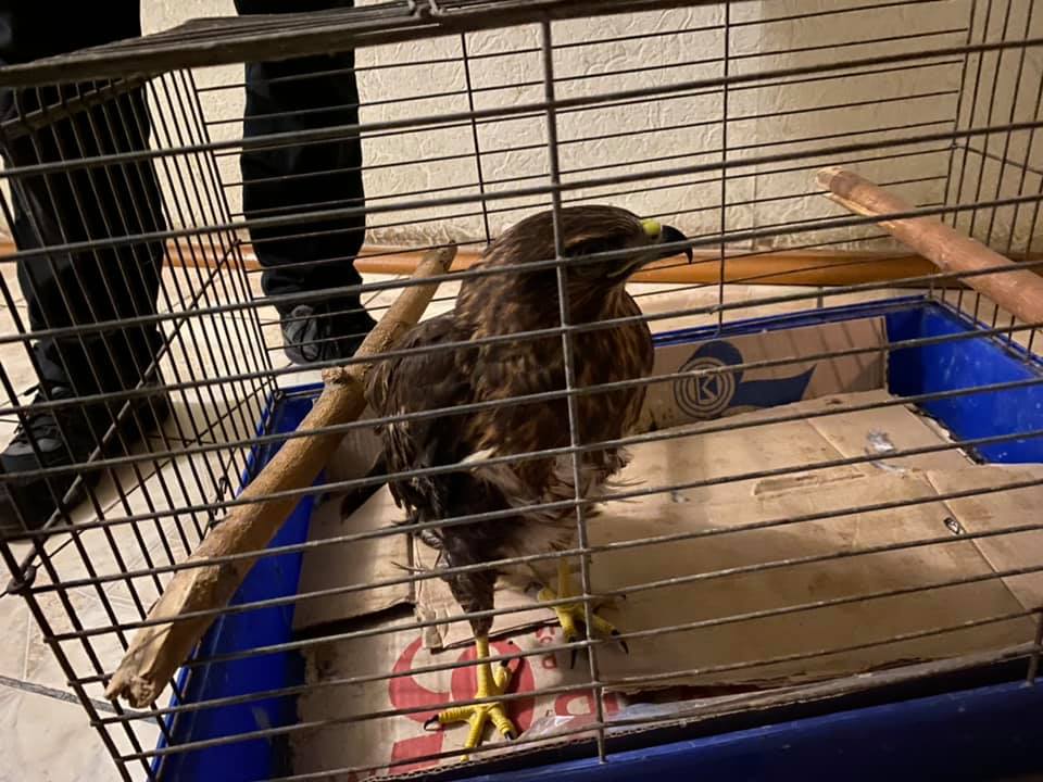 Птицу передали в зоопарк. Фото: Демьян Ганул