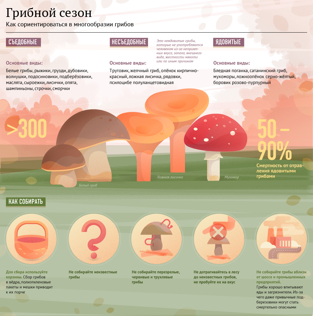 В Одесской области 16 человек отравились грибами: девочка из Саврани все еще в коме. Инфографика: livejournal.com