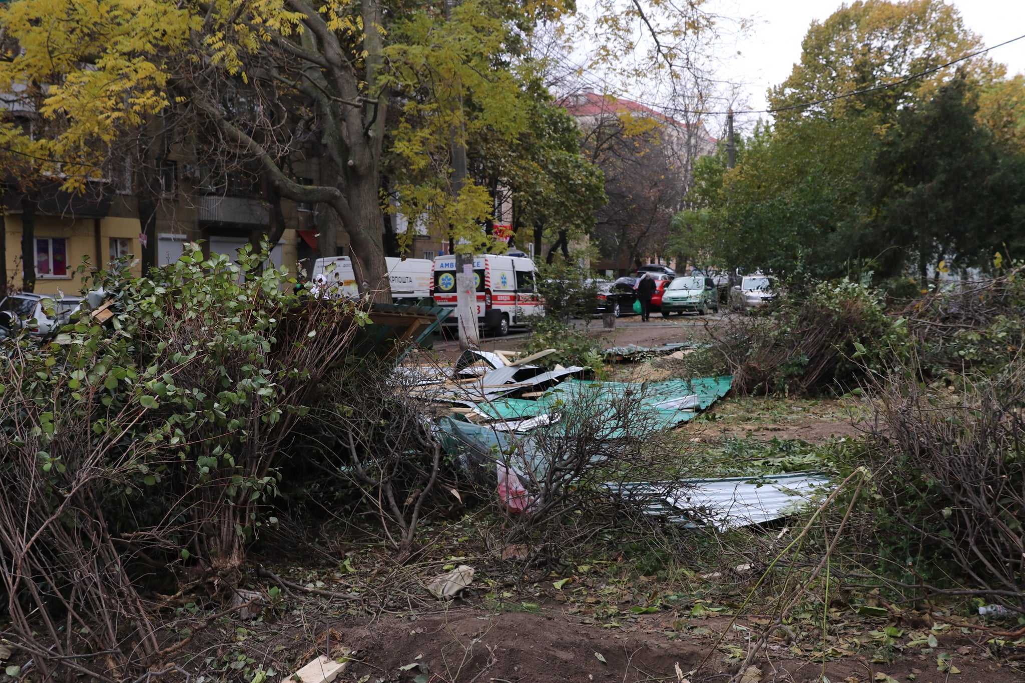 Все-таки оштрафовали: жителю дома возле парка Победы запретили рубить деревья. Фото: Государственная экологическая инспекция