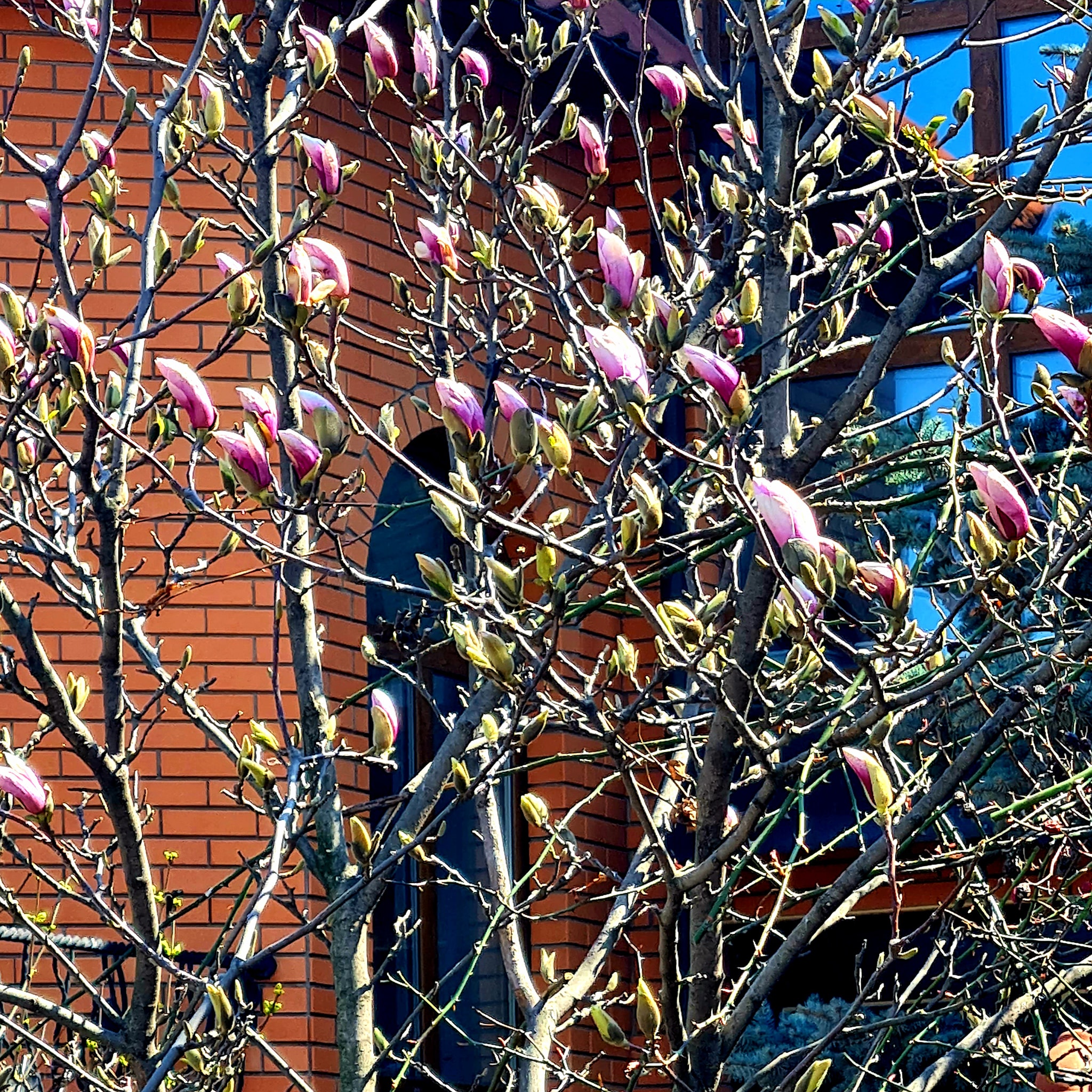 Весна в твоем Instagram: где в Одессе цветут магнолии. Фото: Евгения Барсегян