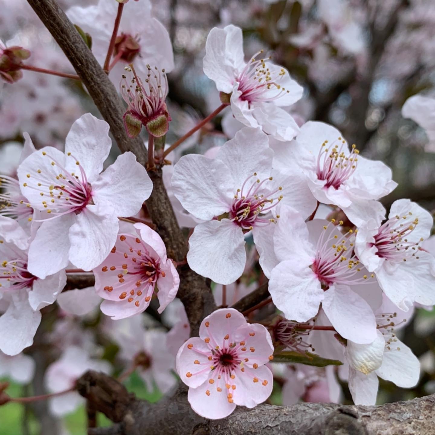 В Одессе цветут сакуры: где полюбоваться. Фото: Елена Чернышевская