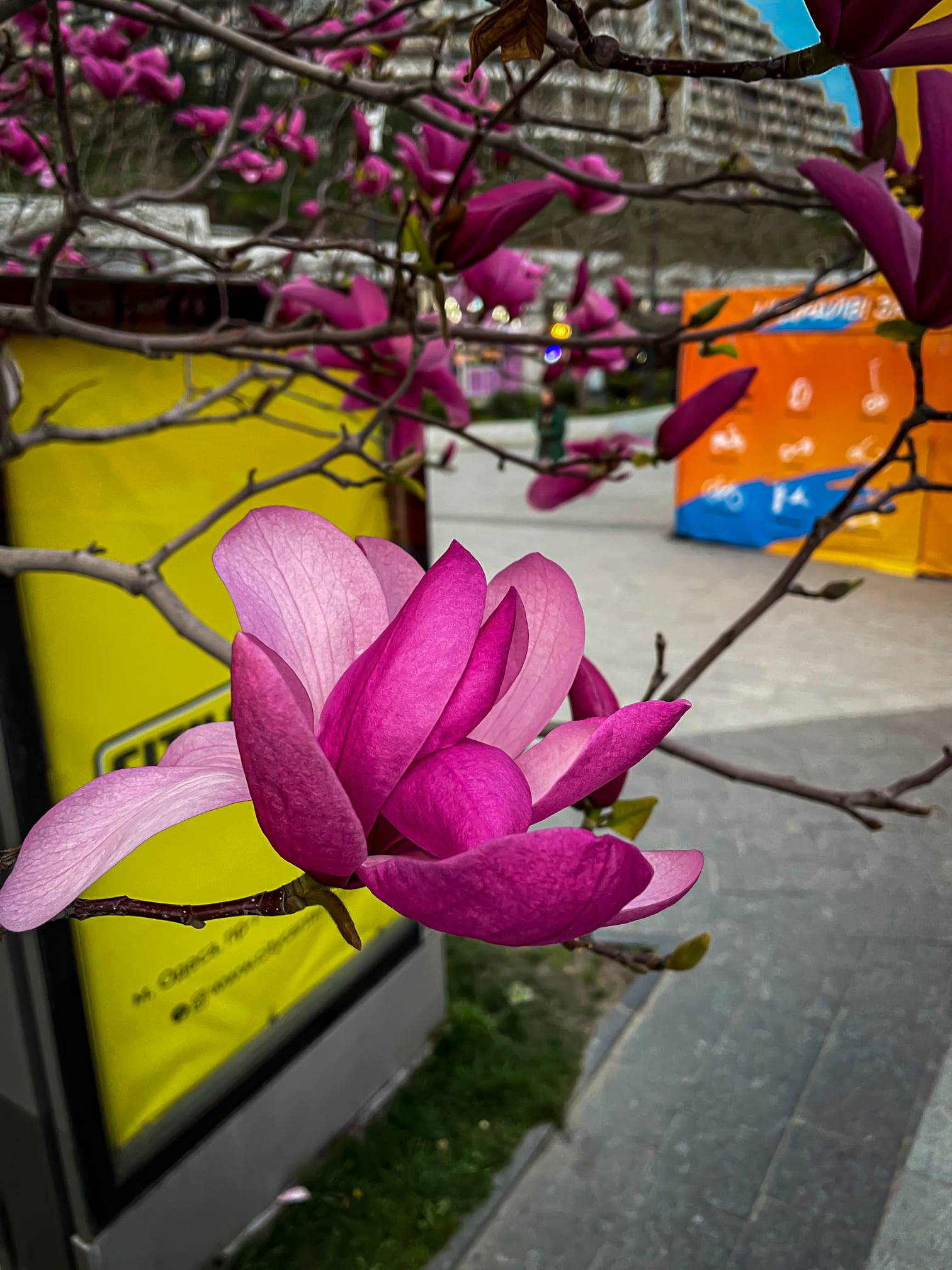 Весна в твоем Instagram: где в Одессе цветут магнолии. Фото: Grigoriy Garvart