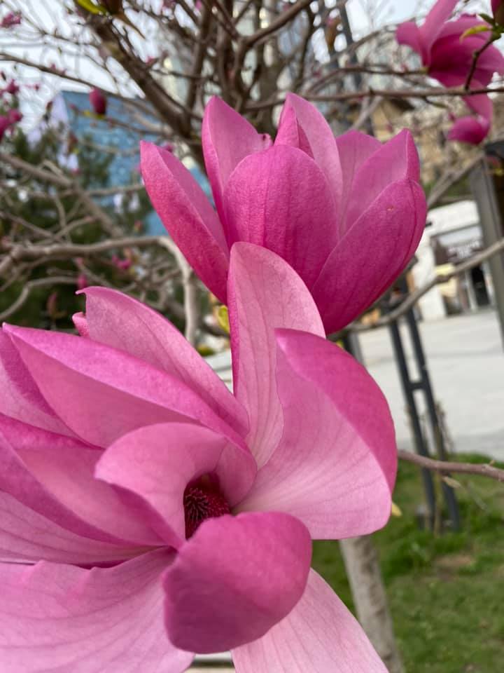 Весна в твоем Instagram: где в Одессе цветут магнолии. Фото: Diana Nechaieva