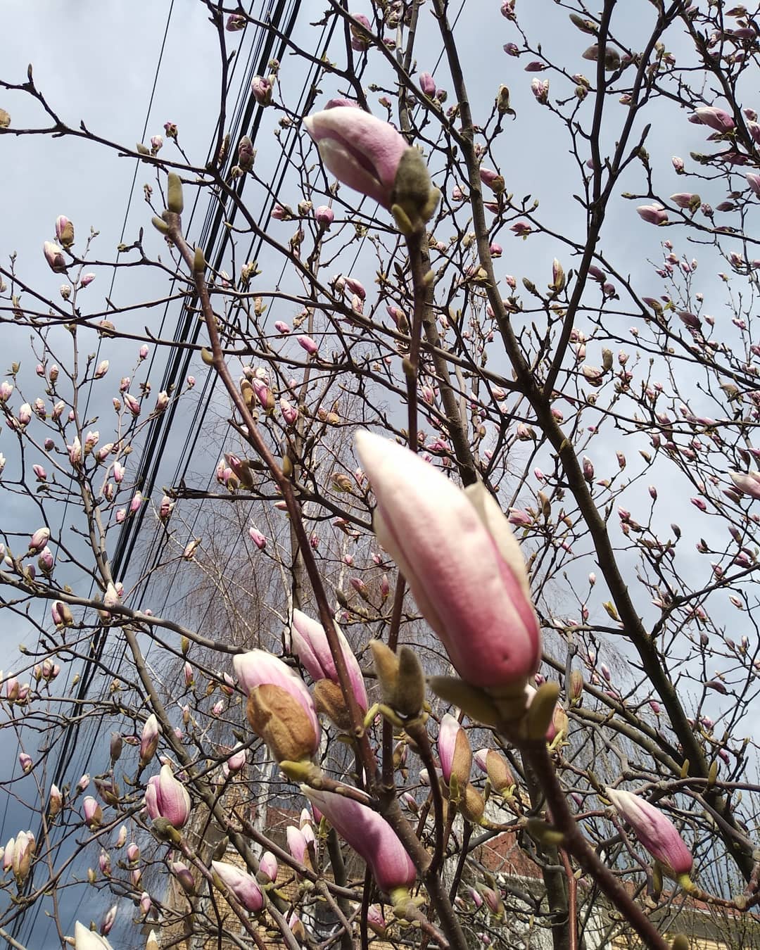 Весна в твоем Instagram: где в Одессе цветут магнолии. Фото: Nataliia Kondratiuk