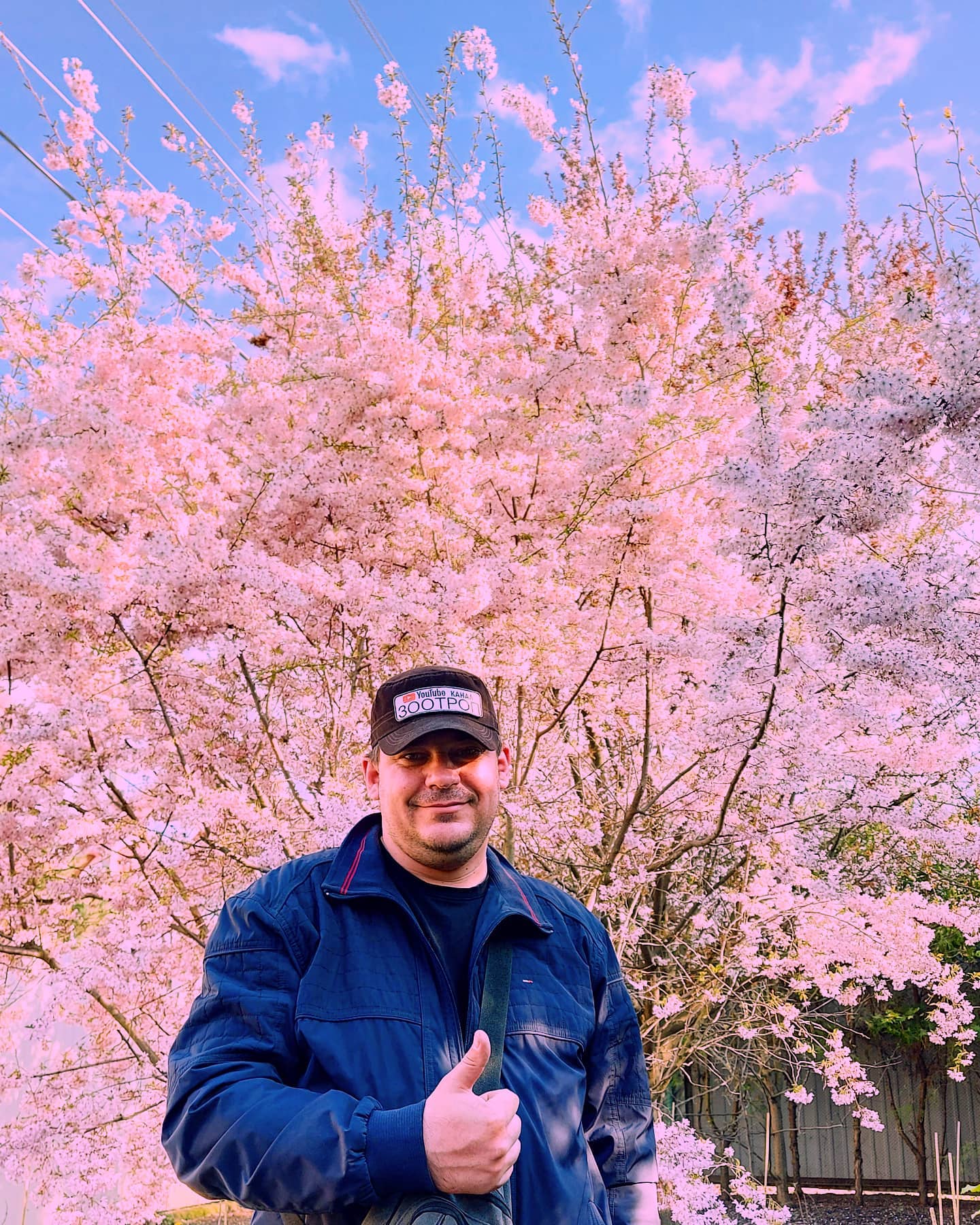 В Одессе цветут сакуры: где полюбоваться. Фото: канал "Зоотроп"