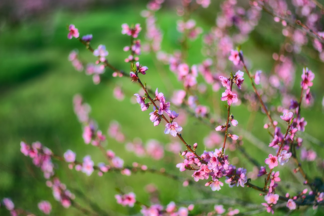 Полюбуйся: в Одесской области цветут персиковые сады. Фото: Andrey Nikolenko