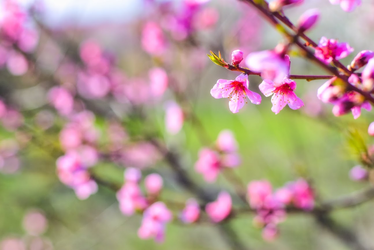 Полюбуйся: в Одесской области цветут персиковые сады. Фото: Andrey Nikolenko