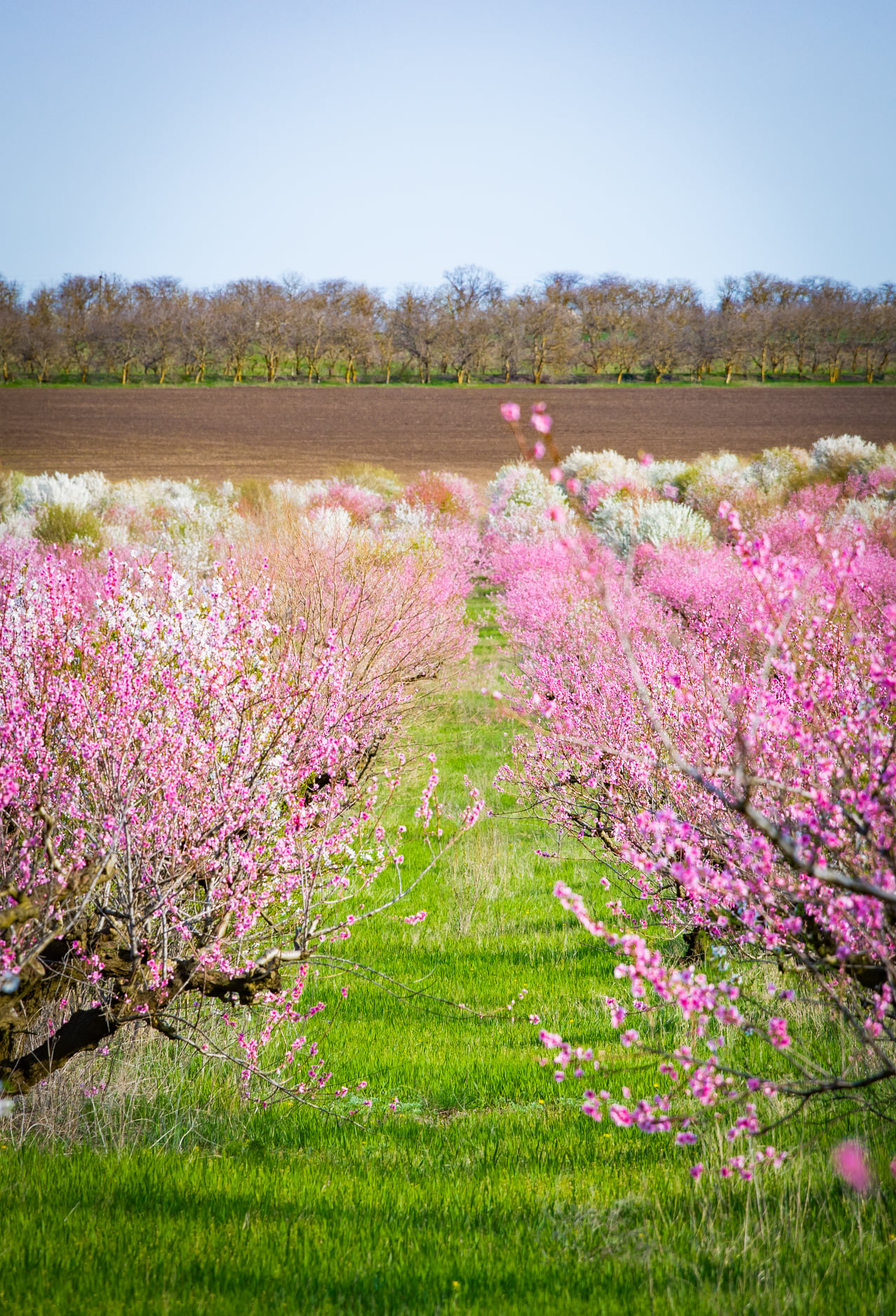 Полюбуйся: в Одесской области цветут персиковые сады. Фото: Andrey Nikolenko