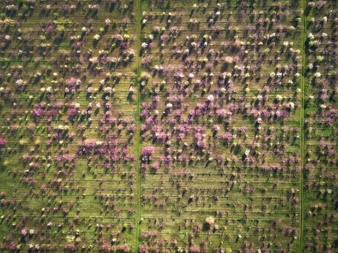 Полюбуйся: в Одесской области цветут персиковые сады. Фото: Andrey Nikolenko