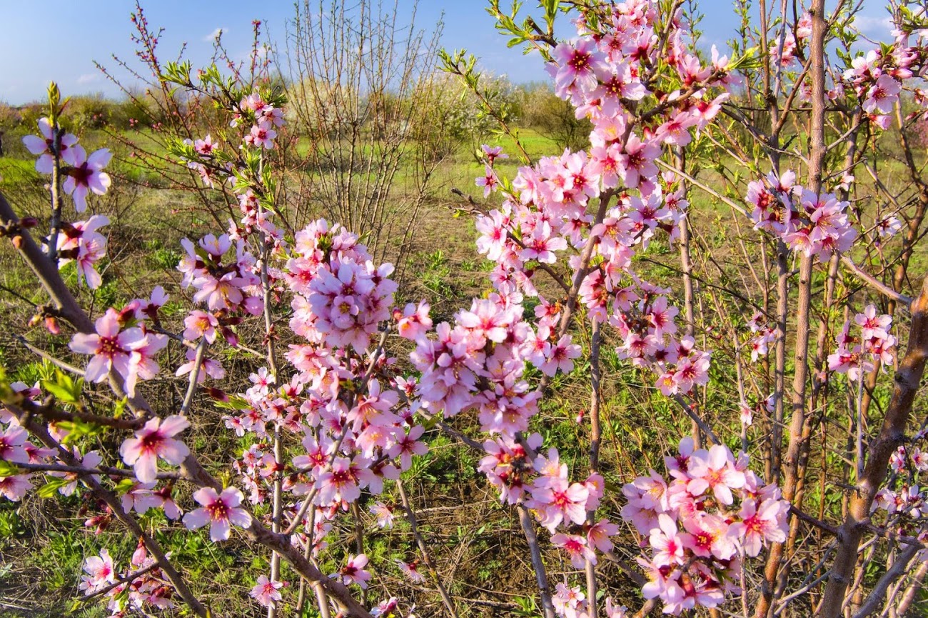 Полюбуйся: в Одесской области цветут персиковые сады. Фото: Andrey Nikolenko