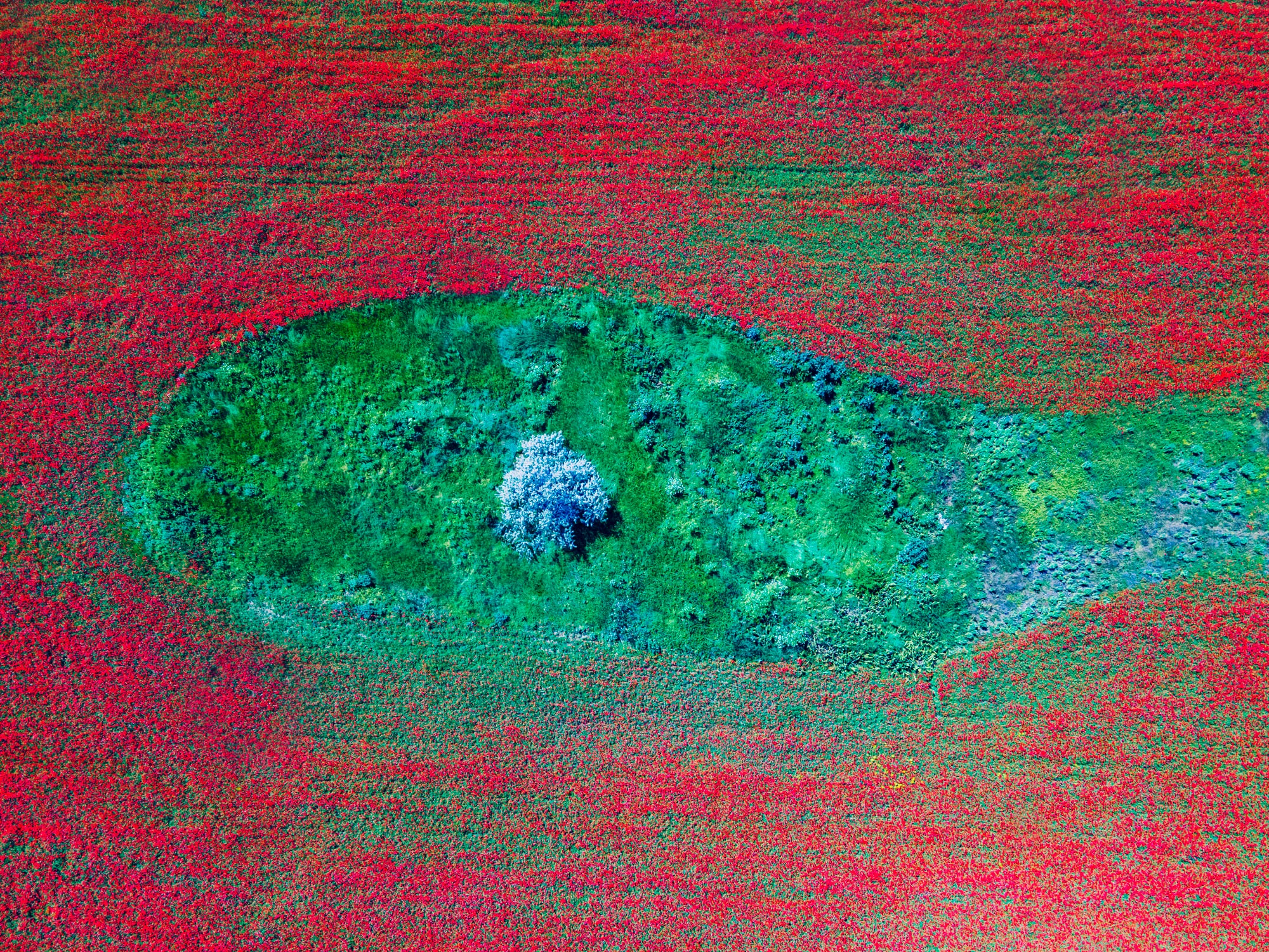 В Одесской области расцвели удивительно красивые маковые поля. Фото: Arthur Tumanov