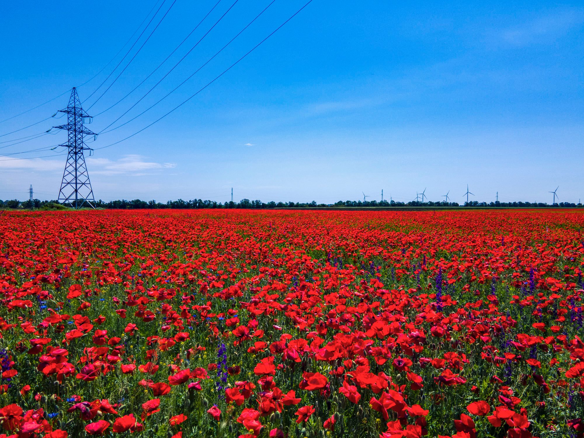 В Одесской области расцвели удивительно красивые маковые поля. Фото: Arthur Tumanov