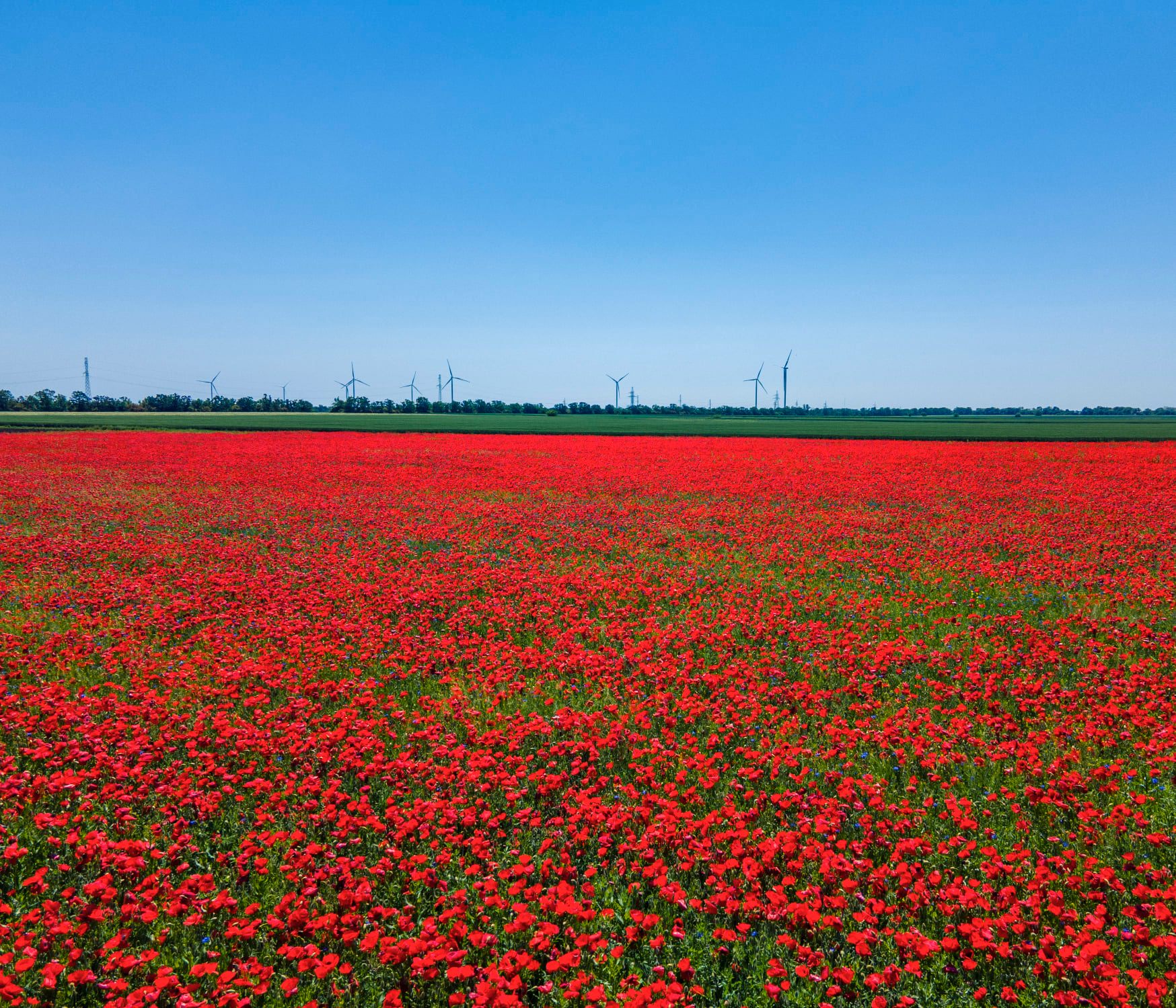 В Одесской области расцвели удивительно красивые маковые поля. Фото: Arthur Tumanov