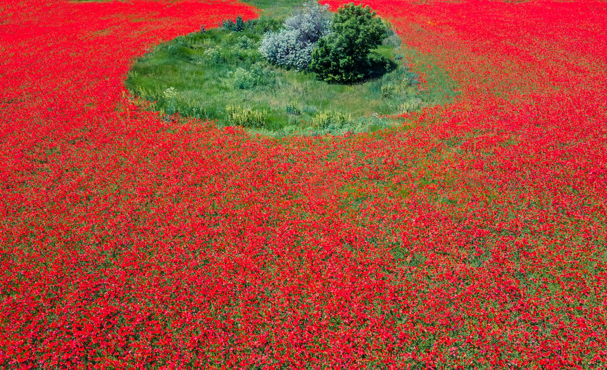 В Одесской области расцвели удивительно красивые маковые поля. Фото: Arthur Tumanov
