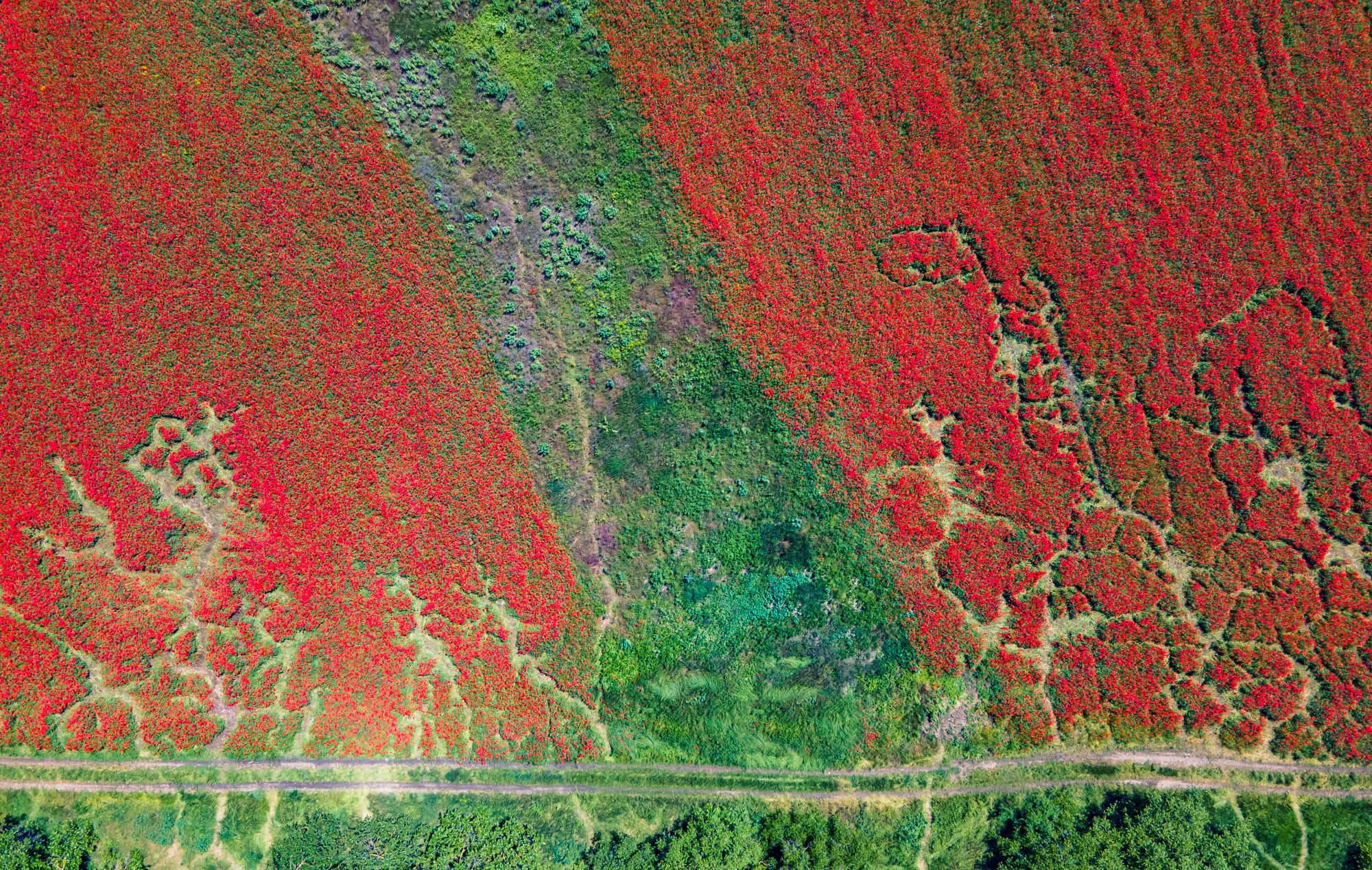 В Одесской области расцвели удивительно красивые маковые поля. Фото: Arthur Tumanov