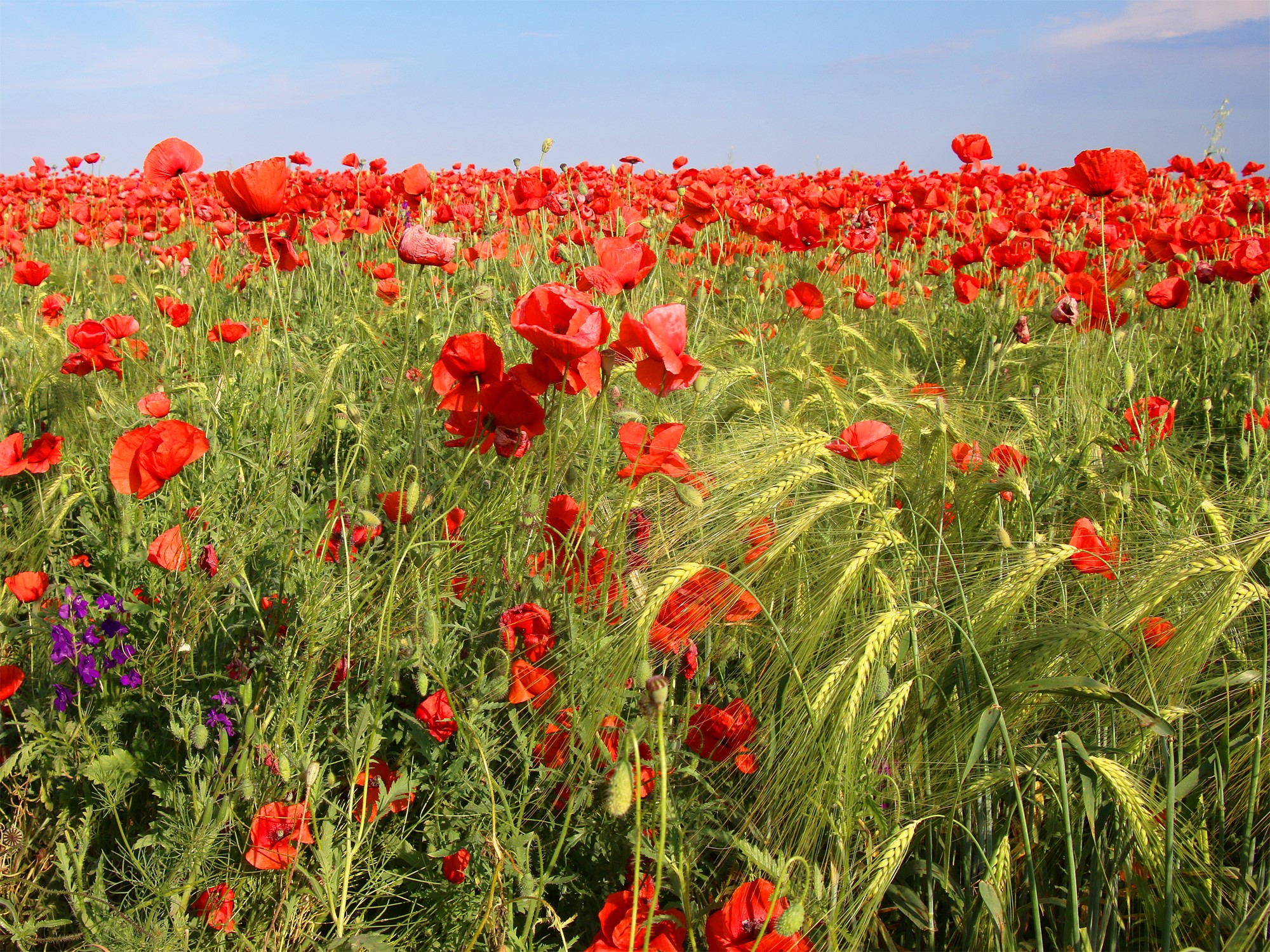 В Одесской области расцвели удивительно красивые маковые поля. Фото: Сергей Курочкин