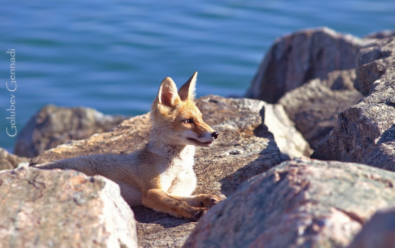 Совсем ручные: на пляже под Одессой поселились лисы. Фото Геннадия Голубева