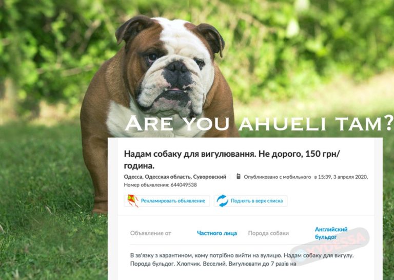 Бизнес на карантине: в Одессе сдают в аренду собак. Фото: телеграм-канал ХО