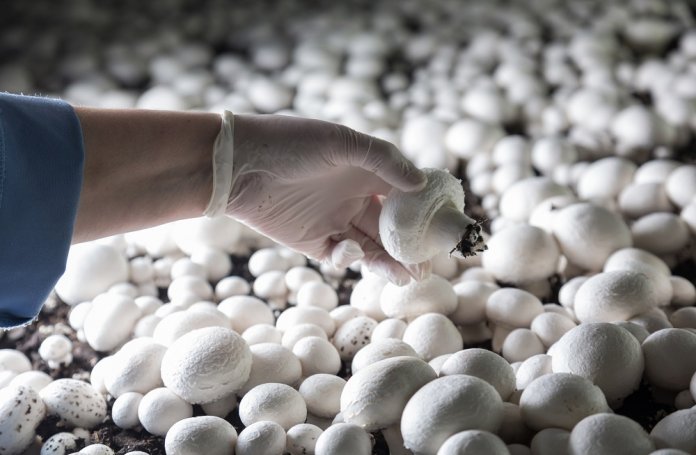 Сборщик грибов. Фото: pinterest