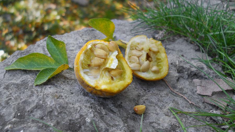 Плоды понцируса в разрезе. Фото: florapassionis.com