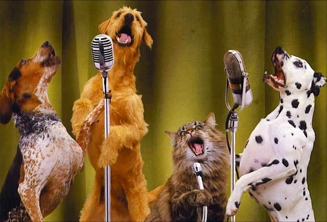 Караоке в зоопарке