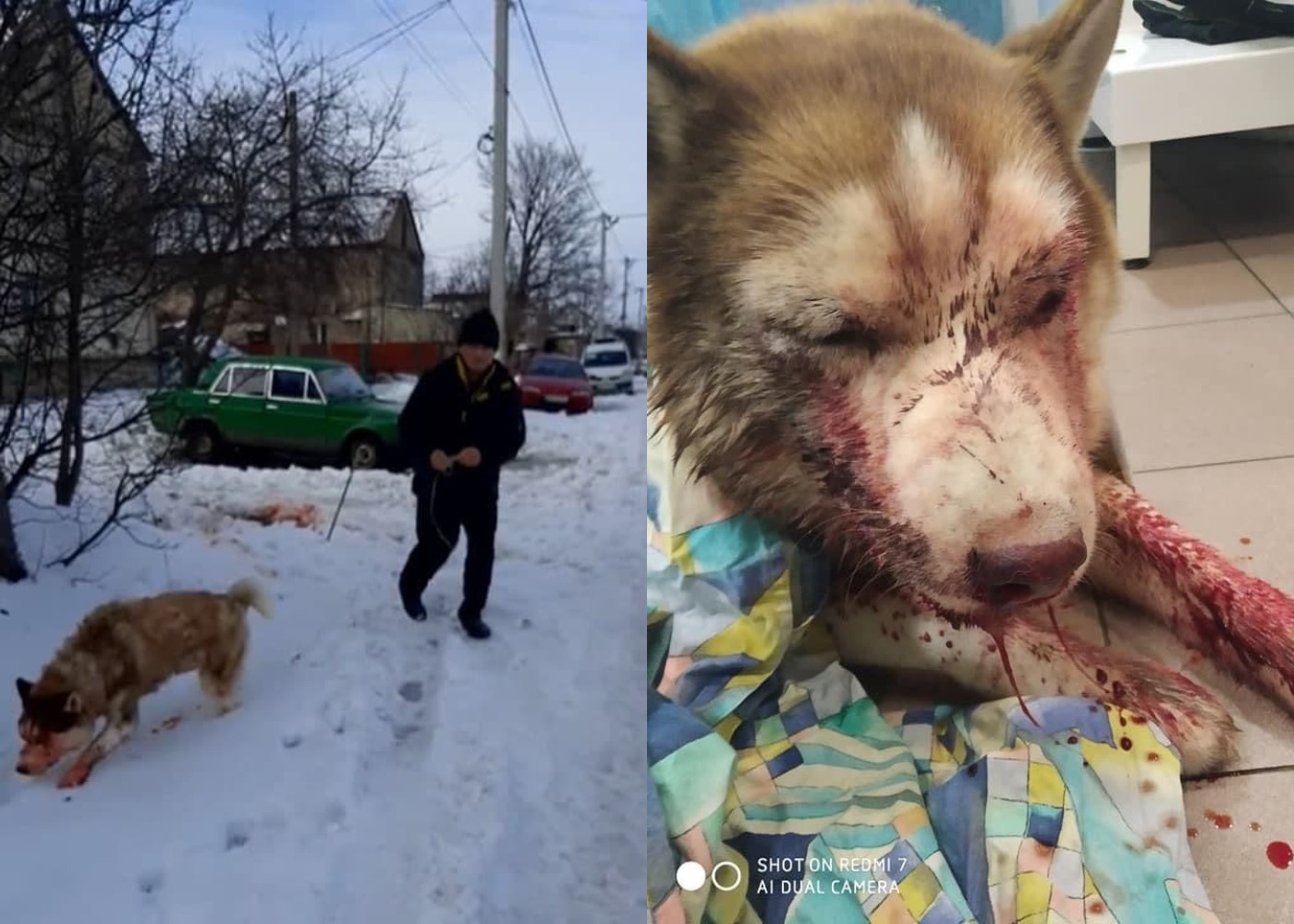 Сломал череп и выбил зубы: под Одессой люди устроили самосуд над живодером, чуть не убившим хаски