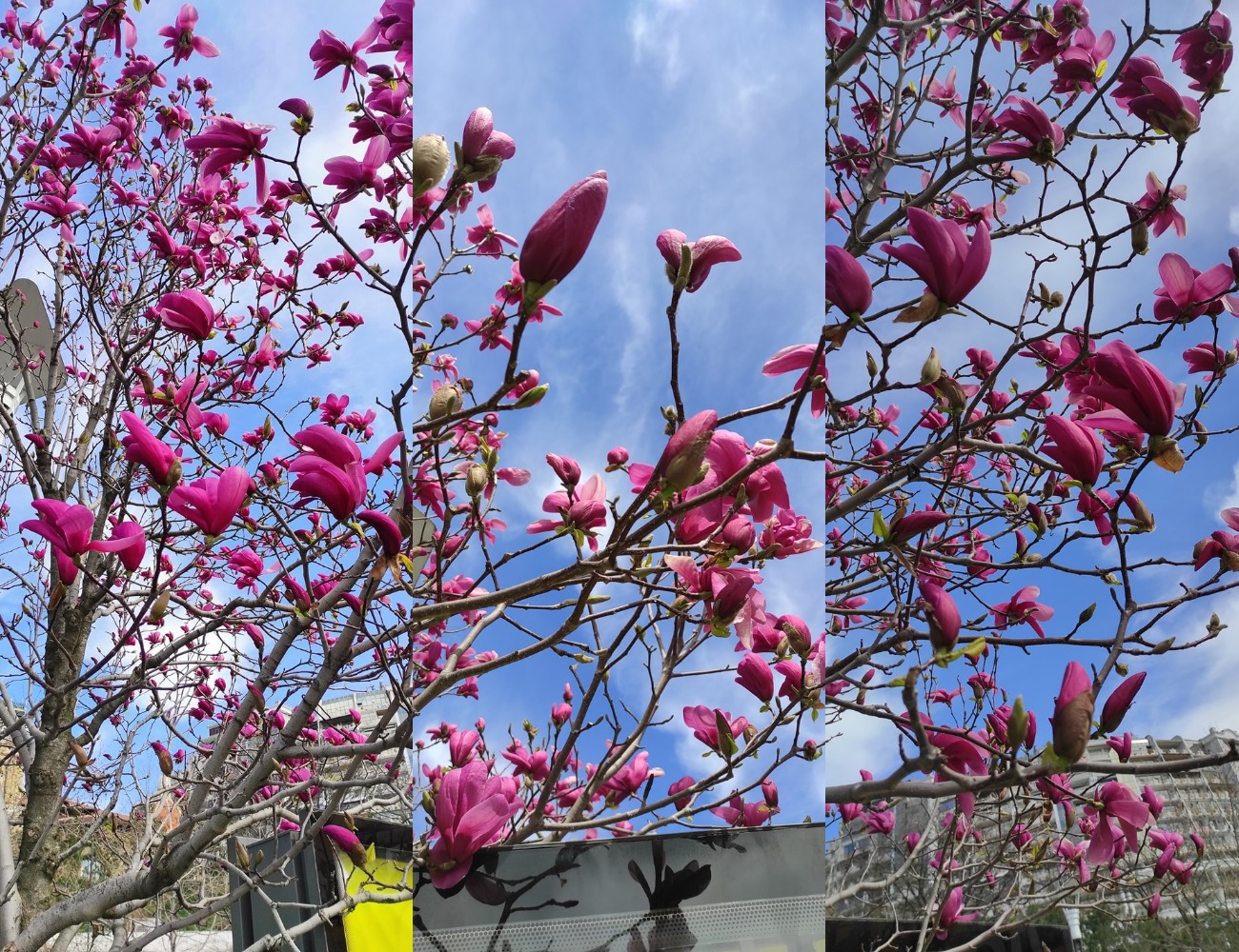 Весна в твоем Instagram: где в Одессе цветут магнолии. Фото: Оксана Грицюта