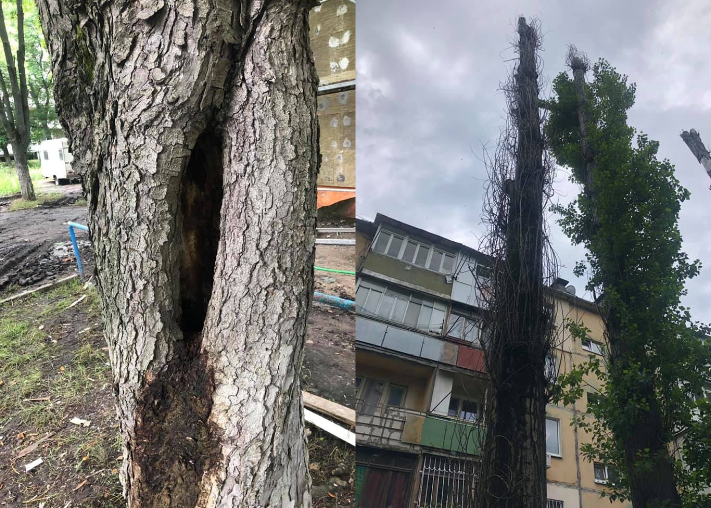 Получи ответ: куда в Одессе жаловаться на аварийные деревья. Фото: департамент экологии и развития рекреационных зон Одесского горсовета