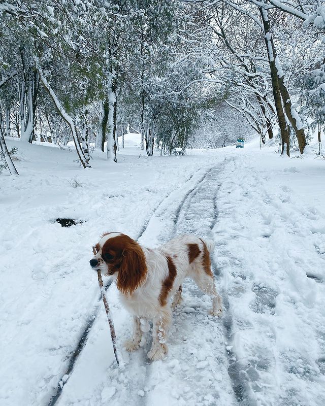 Сказочные пейзажи: смотри, как выглядит заснеженная Одесса. Фото: instagram.com/nika_lef_