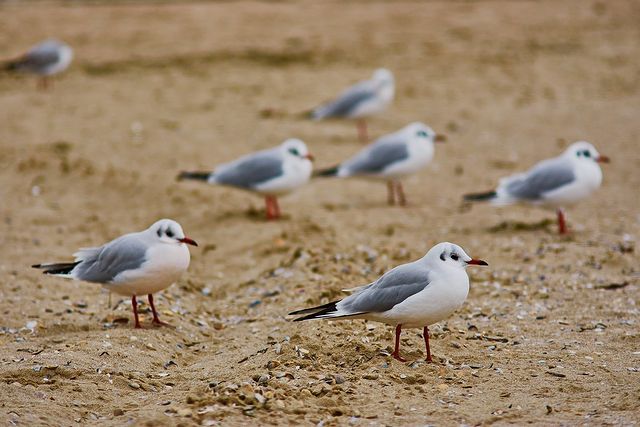 Полюбуйся: как красиво на одесском побережье в декабре. Фото Дмитрия Дьяченко