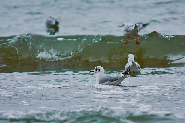 Полюбуйся: как красиво на одесском побережье в декабре. Фото Дмитрия Дьяченко