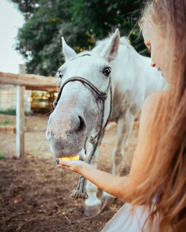 Одесский ипподром. Фото: instagram.com/horses_of_odessa