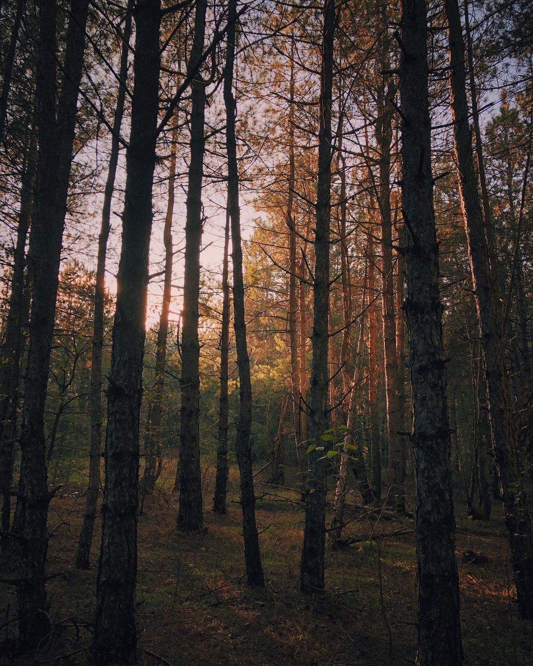 Савранский лес. Фото: Oleksandra Azarnova