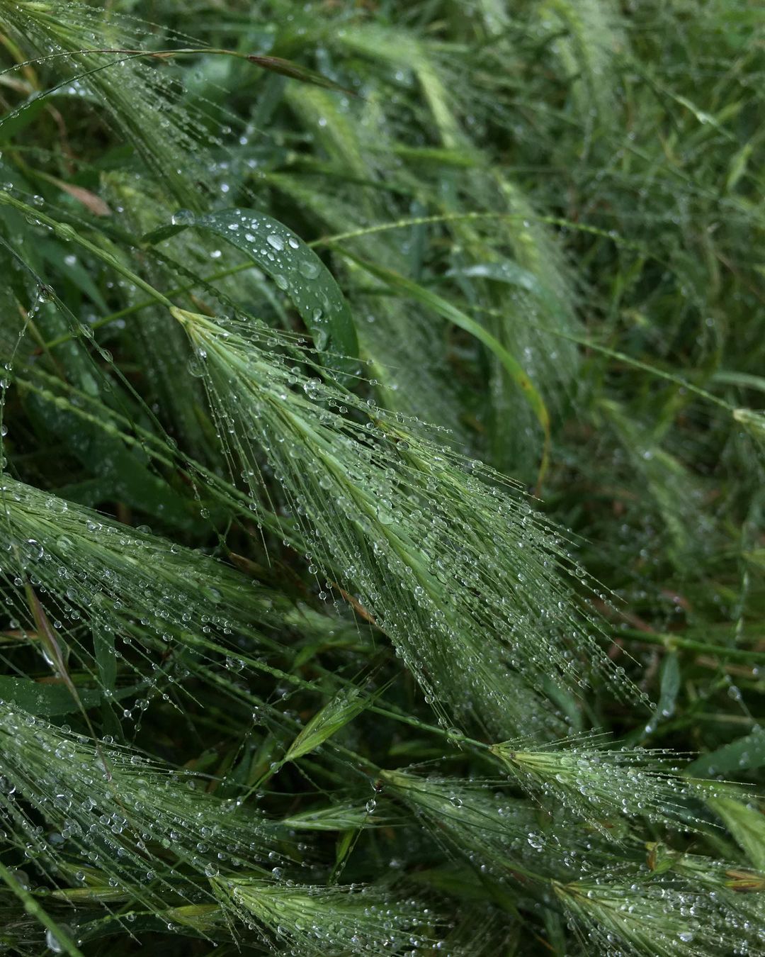 Лето 2021 года в Одессе началось с проливных дождей. Фото: instagram.com/aloha.liza