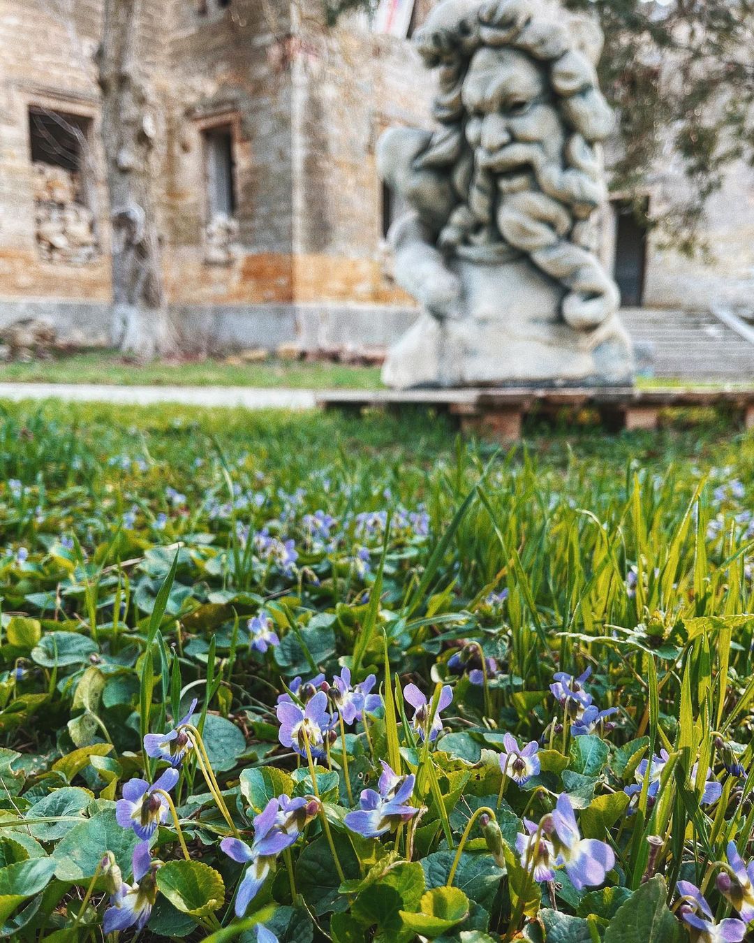 Полюбуйся долгожданной весной: в Одессе начали цвести деревья. Фото: instagram.com/ann_teplya4ok