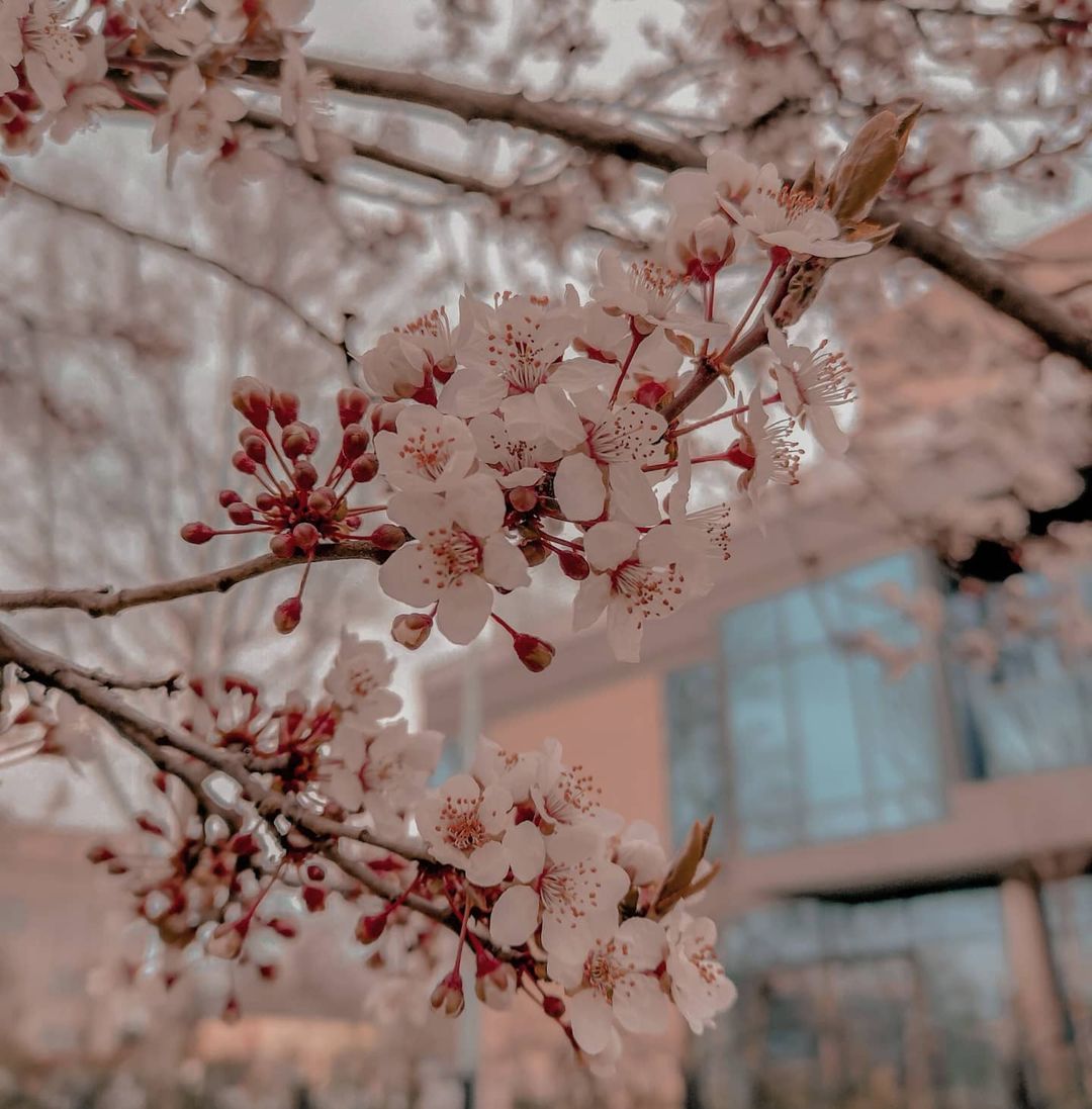 Полюбуйся долгожданной весной: в Одессе начали цвести деревья. Фото: instagram.com/anna_magnussson