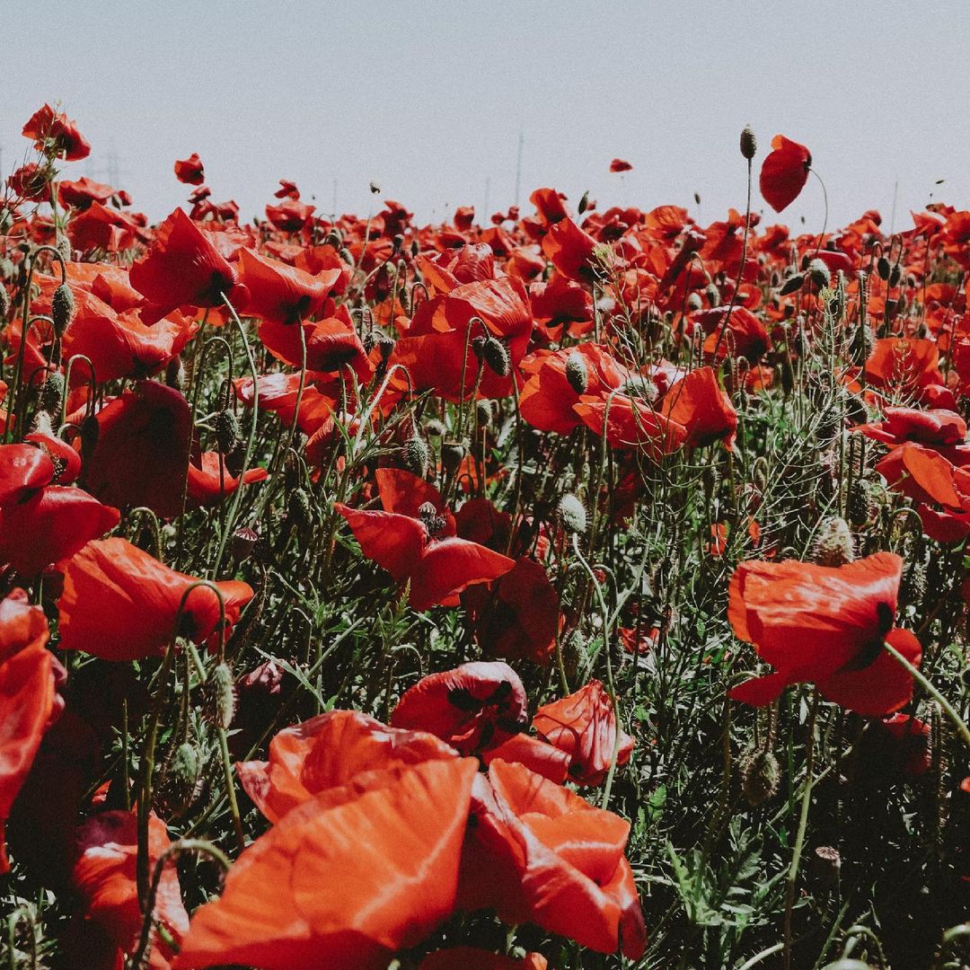 В Одесской области расцвели удивительно красивые маковые поля. Фото: Anufriev Ivan