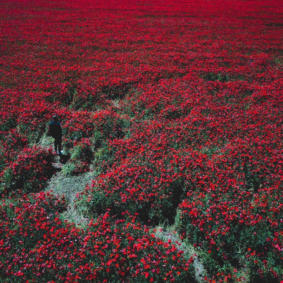В Одесской области расцвели удивительно красивые маковые поля. Фото: Anufriev Ivan