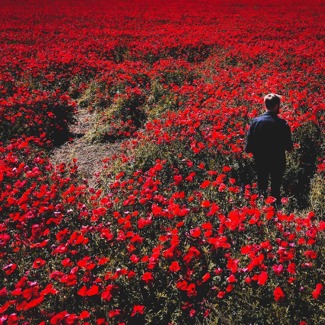 В Одесской области расцвели удивительно красивые маковые поля. Фото: Anufriev Ivan