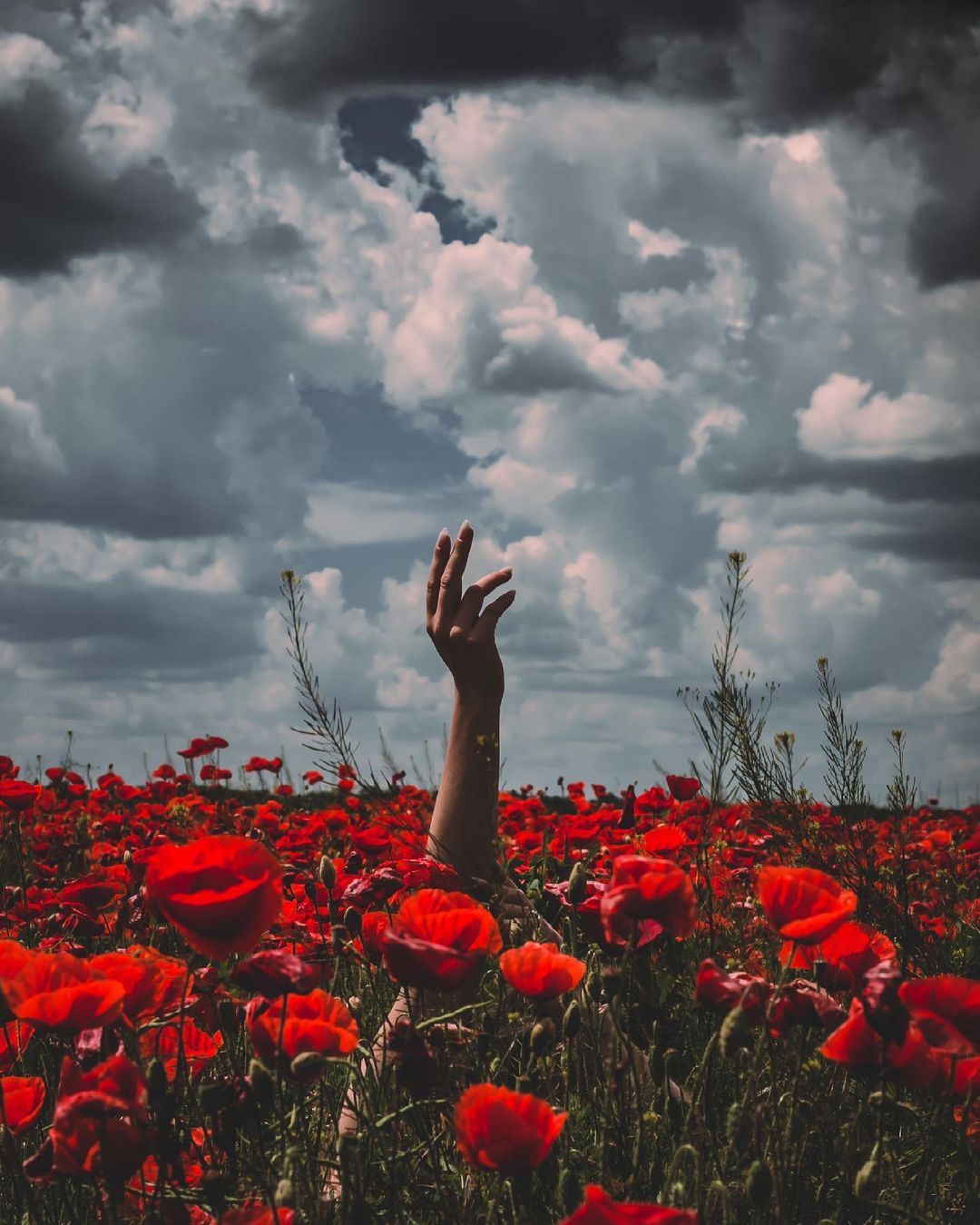 В Одесской области расцвели удивительно красивые маковые поля. Фото: Anufriev Ivan