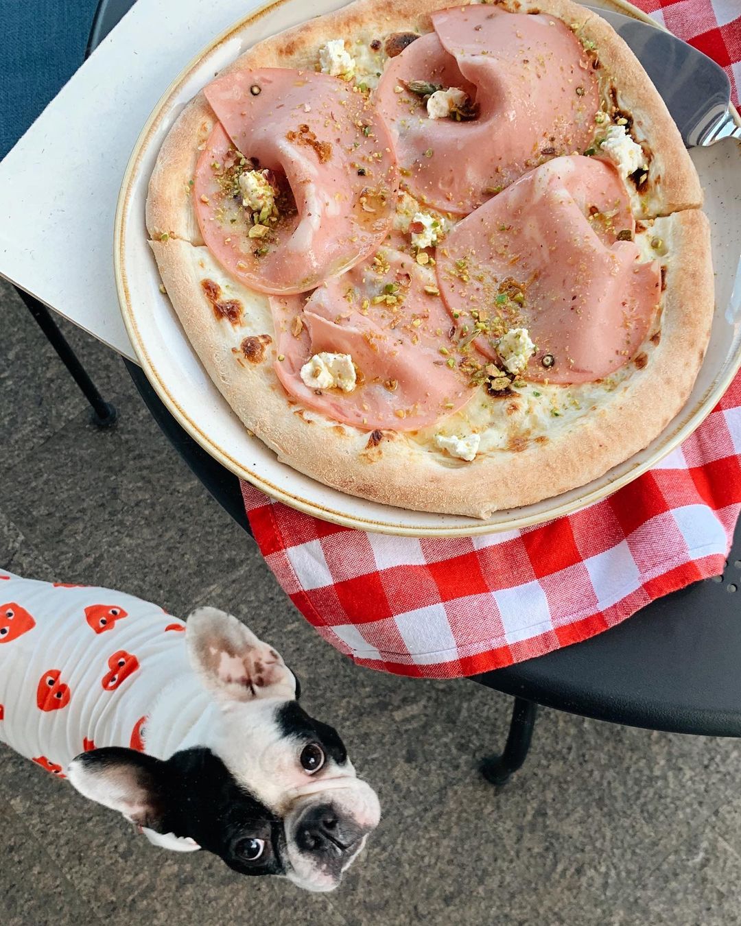 Возьми четвероногих друзей с собой: 10 pet-friendly заведений в Одессе. Cipolle Pizza Bar
