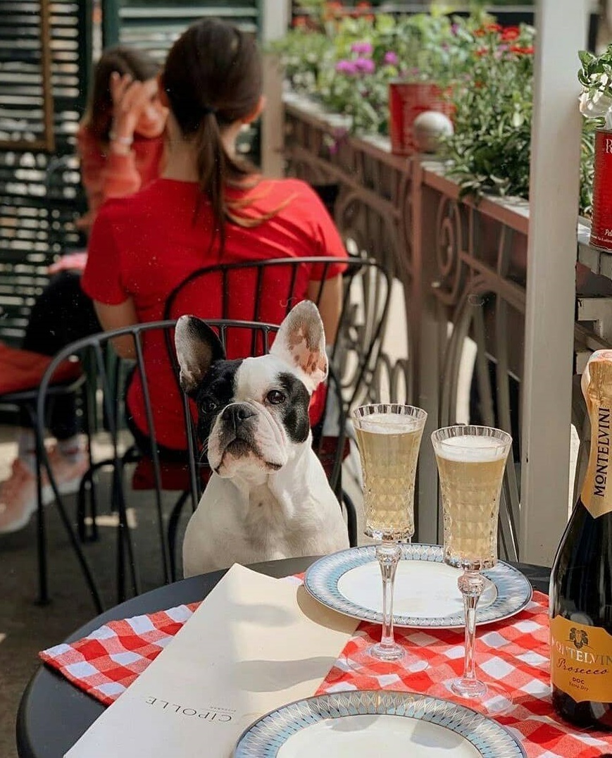 Возьми четвероногих друзей с собой: 10 pet-friendly заведений в Одессе. Cipolle Pizza Ba