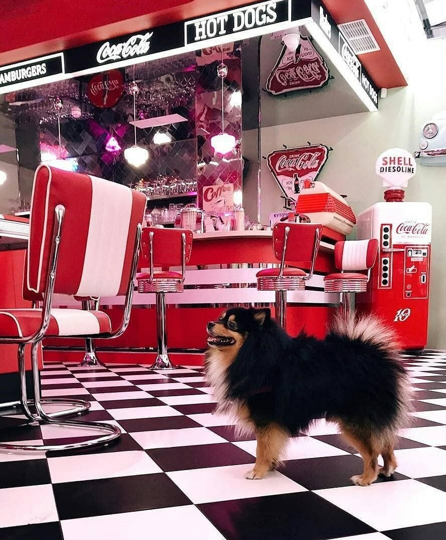 Возьми четвероногих друзей с собой: 10 pet-friendly заведений в Одессе. American 50's Diner