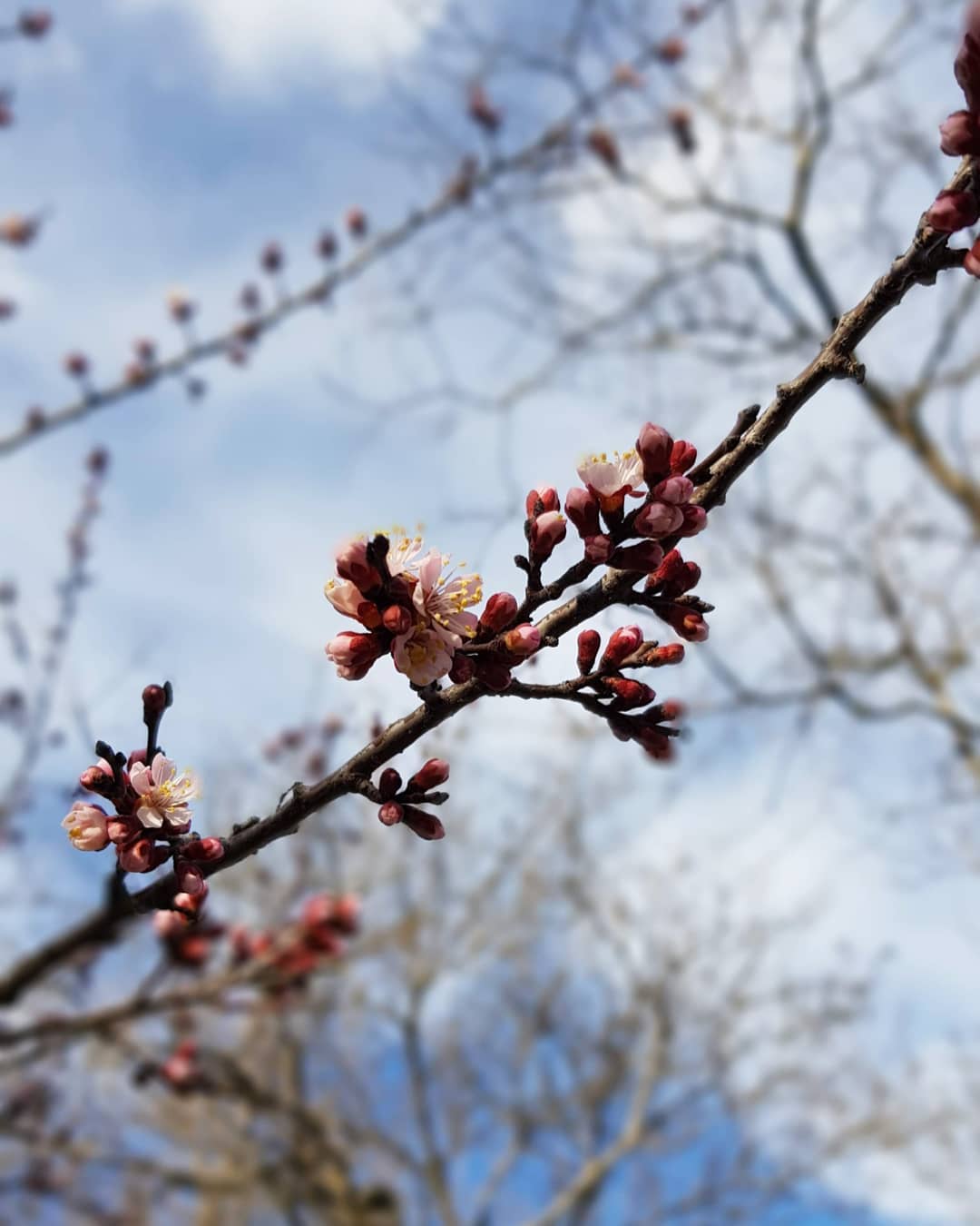 Полюбуйся долгожданной весной: в Одессе начали цвести деревья. Фото: instagram.com/goldennat_