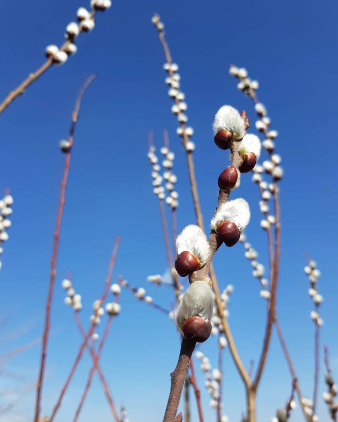 Полюбуйся долгожданной весной: в Одессе начали цвести деревья. Фото: instagram.com/goldennat_